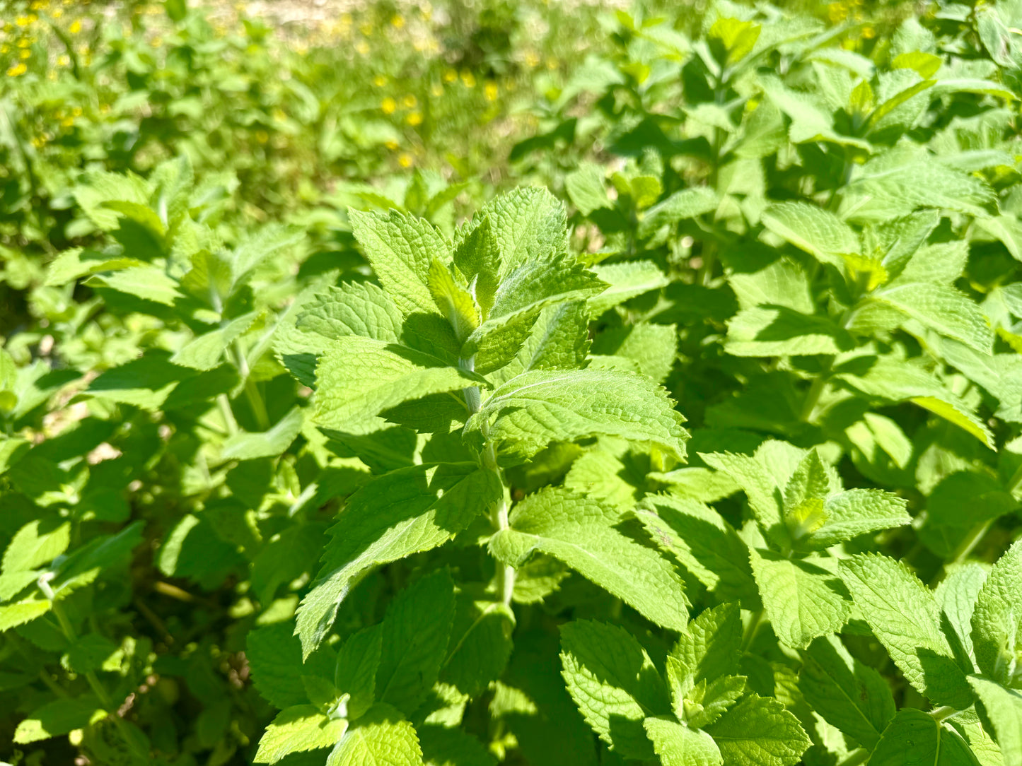 Apple Mint Herbal Tea