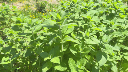 Apple Mint Herbal Tea